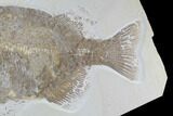 Bargain, Phareodus Fish Fossil - Huge Specimen #92199-3